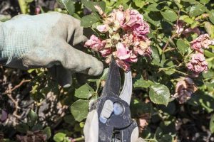 Lire la suite à propos de l’article Taille des plantes vivaces : quand dois-je tailler mes plantes vivaces