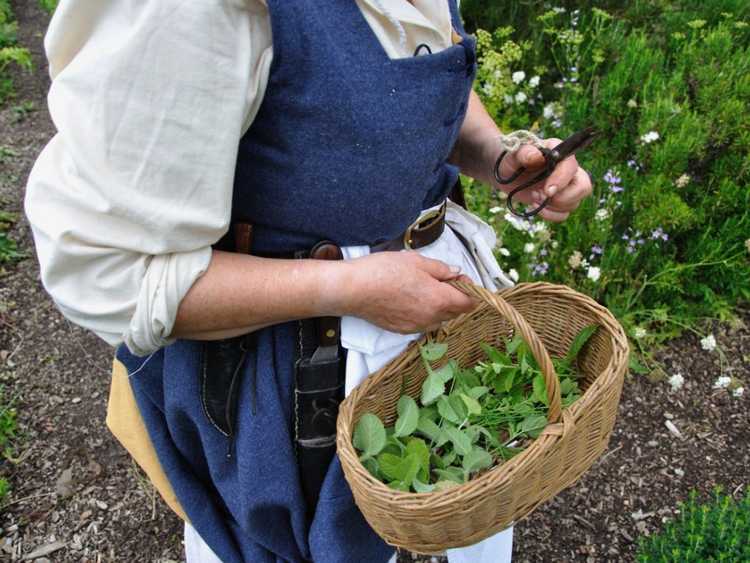 Lire la suite à propos de l’article Qu'est-ce qu'un jardin d'herbes médicinales Shaker : cultiver des herbes médicinales Shaker