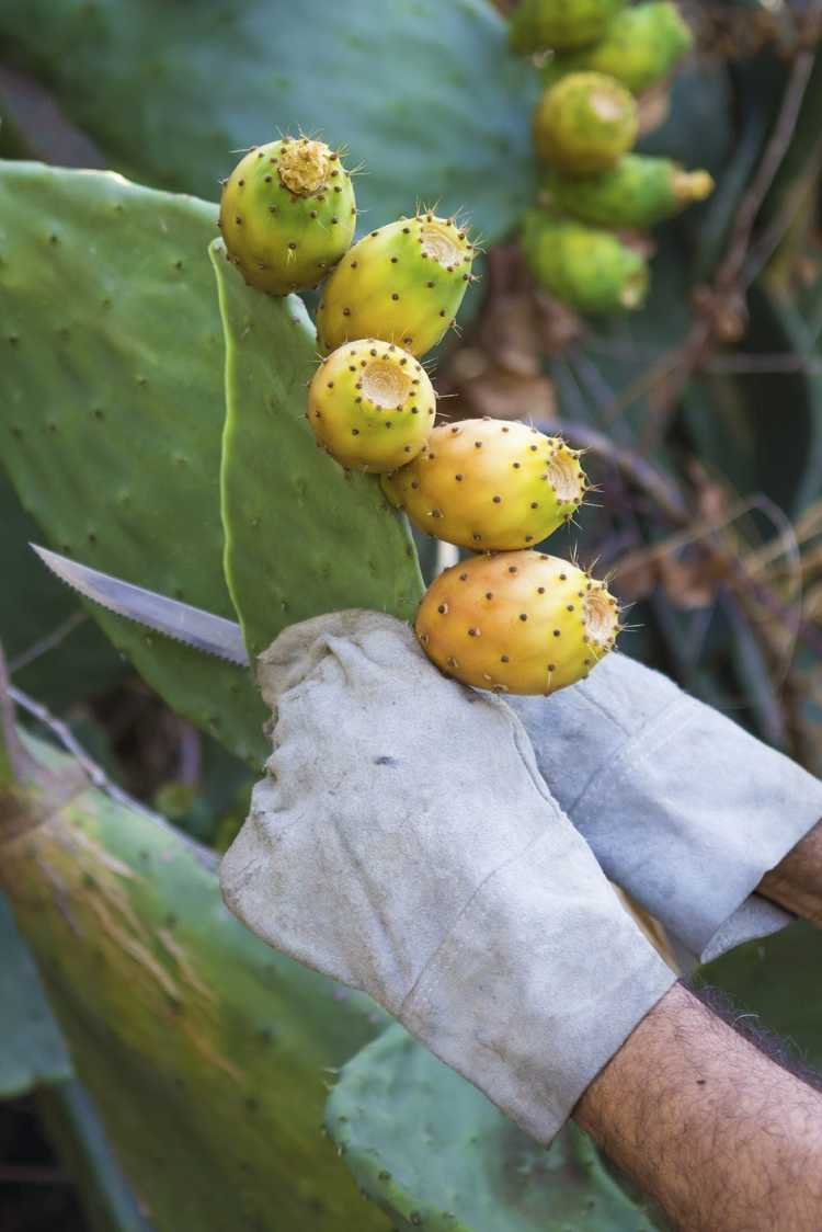 Lire la suite à propos de l’article Informations sur la taille des cactus : comment et quand tailler une plante de cactus
