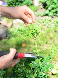 Lire la suite à propos de l’article Comment enraciner des boutures de divers arbustes, buissons et arbres