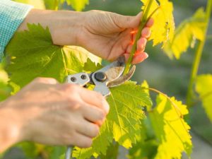 Lire la suite à propos de l’article Comment et quand tailler une vigne