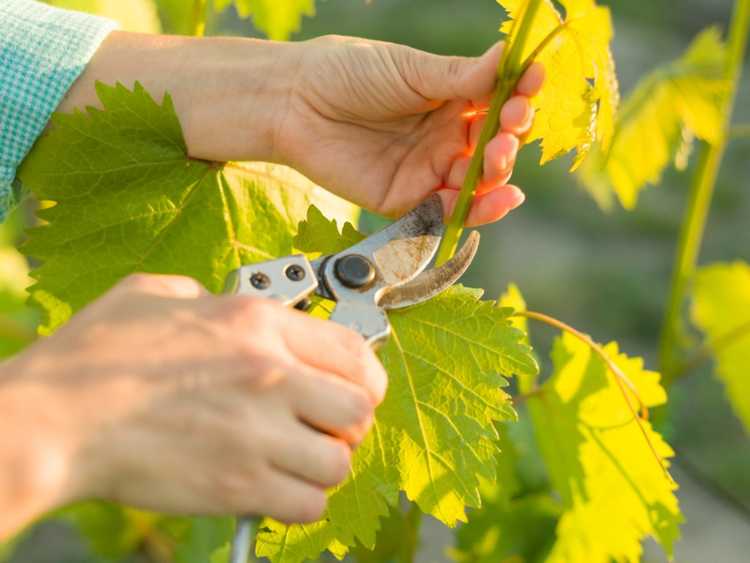 You are currently viewing Comment et quand tailler une vigne