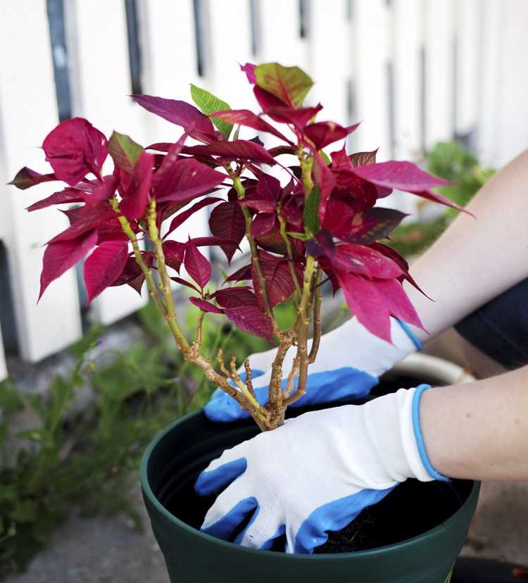 You are currently viewing Transplantation de plants de poinsettia : pouvez-vous transplanter des poinsettias à l'extérieur