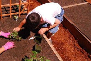 Lire la suite à propos de l’article Comment planter un potager