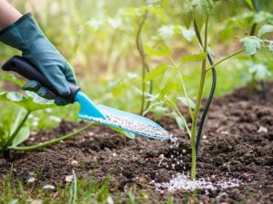 Lire la suite à propos de l’article Fertilisation des tomates : conseils d'utilisation de l'engrais pour plants de tomates