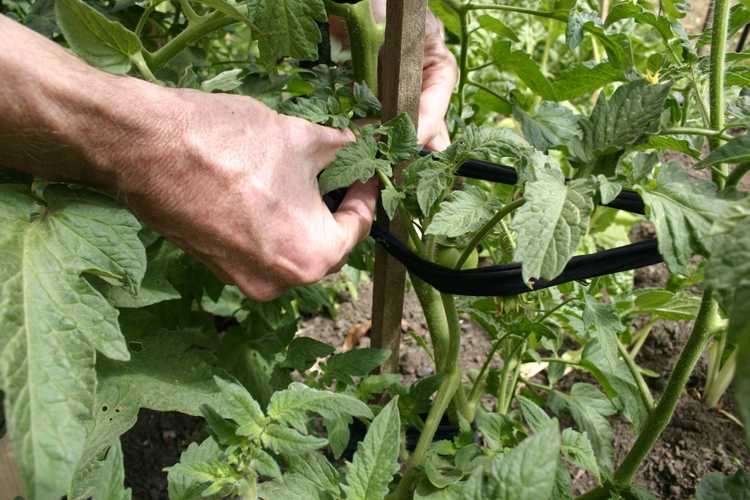 You are currently viewing Jalonnement des plants de tomates – Trouvez la meilleure façon de jalonner les tomates