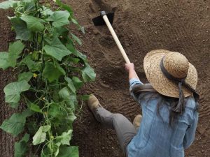 Lire la suite à propos de l’article Bonnes pratiques de travail du sol : problèmes liés au travail excessif du sol