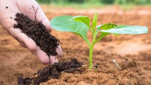 Lire la suite à propos de l’article Compost vs humus : pourquoi l'humus est-il important dans le jardin