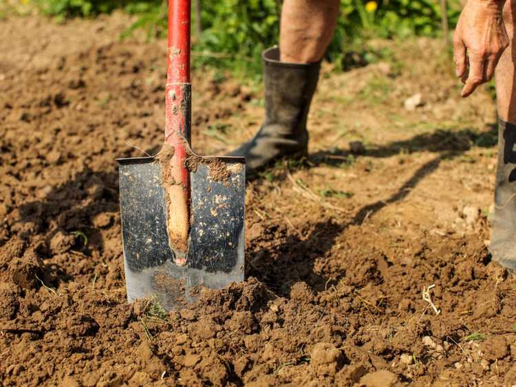 Lire la suite à propos de l’article Améliorer le sol argileux dans votre cour