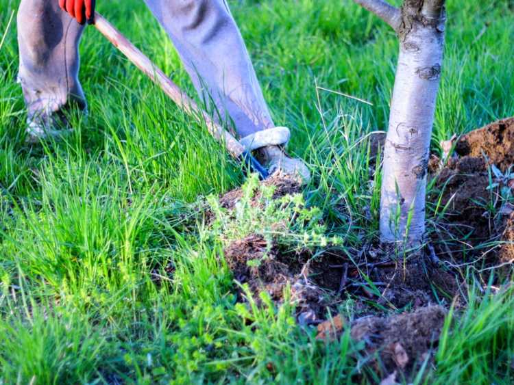 Lire la suite à propos de l’article Rénovation du jardin : conseils pour supprimer les plantes existantes dans le jardin