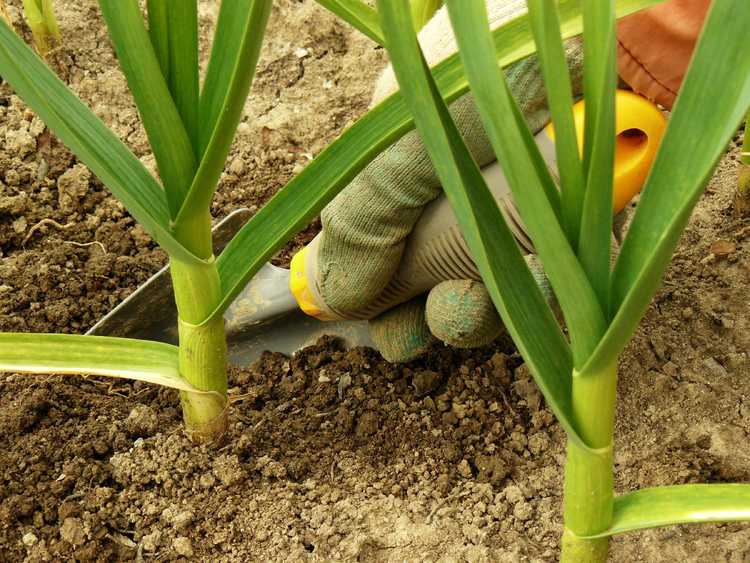 You are currently viewing Fertilisation de l'ail : conseils pour nourrir les plants d'ail