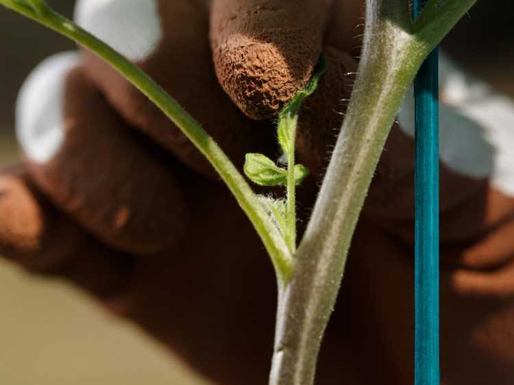 You are currently viewing Suckers de tomates – Comment identifier les drageons sur un plant de tomate