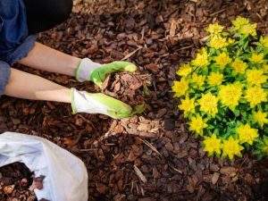 Lire la suite à propos de l’article Informations sur le jardinage sur paillis : pouvez-vous faire pousser des plantes dans du paillis