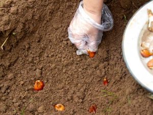 Lire la suite à propos de l’article Préparer le sol pour les bulbes et fertiliser les bulbes