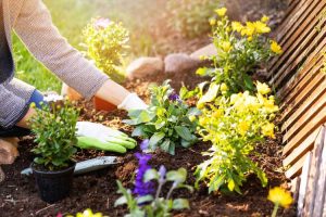 Lire la suite à propos de l’article Guide d'espacement des fleurs : en savoir plus sur l'espacement des plantes à fleurs