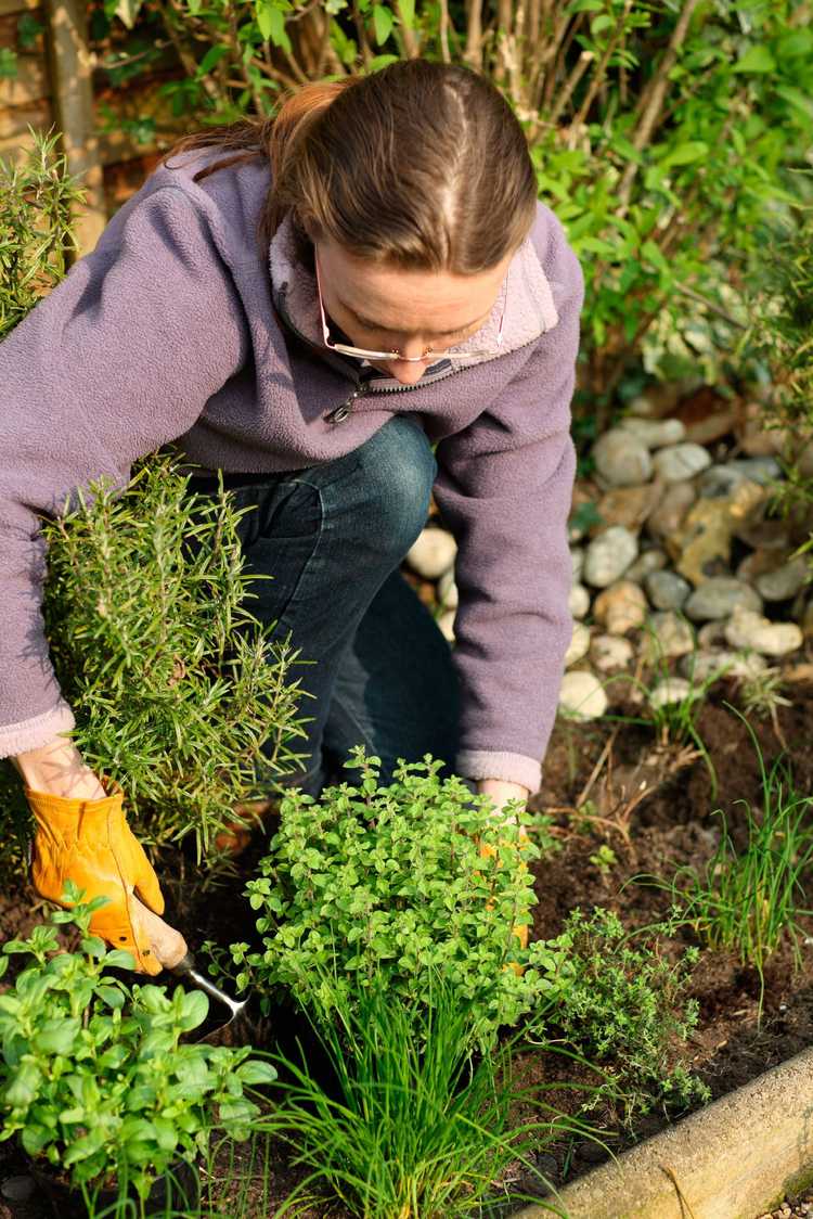 Lire la suite à propos de l’article Concevoir un jardin d'herbes aromatiques