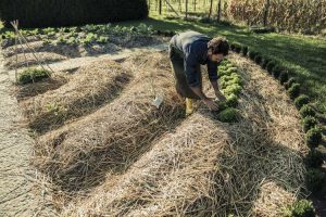 Lire la suite à propos de l’article Meilleur paillis de légumes : découvrez le paillis pour les plantes potagères