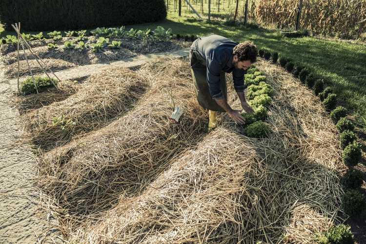 You are currently viewing Meilleur paillis de légumes : découvrez le paillis pour les plantes potagères