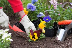 Lire la suite à propos de l’article Planter des pensées à l'extérieur: quand est-il temps de planter des pensées dans le jardin