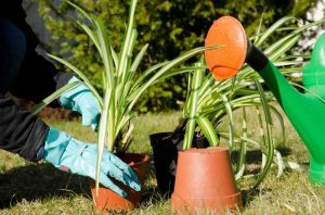 Lire la suite à propos de l’article Propagation des plantes de bureau : conseils pour propager des plantes de bureau courantes