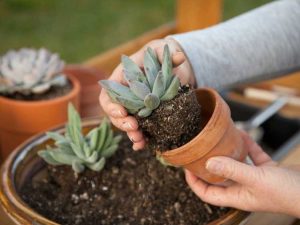 Lire la suite à propos de l’article Plantes succulentes pour les débutants – Guide d’entretien de base des plantes succulentes