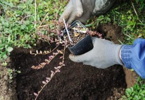 Lire la suite à propos de l’article Conseils de propagation des canneberges : comment propager des canneberges dans le jardin