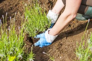 Lire la suite à propos de l’article Division des plantes de lavande : les plantes de lavande peuvent-elles être divisées