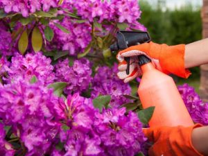 Lire la suite à propos de l’article Problèmes liés aux rhododendrons : gérer les problèmes et les maladies des insectes rhododendrons