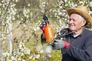 Lire la suite à propos de l’article Spray fruitier de prunier : Quand pulvériser des pruniers contre les insectes