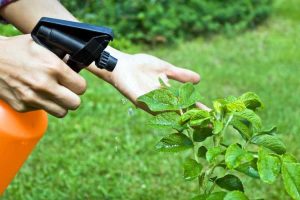 Lire la suite à propos de l’article Comment et quand utiliser la perméthrine : appliquer la perméthrine dans le jardin