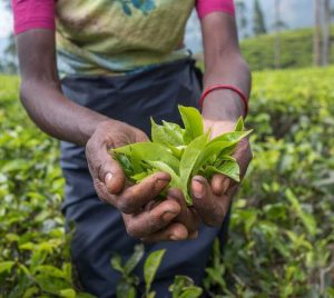 Lire la suite à propos de l’article Quand récolter les plants de thé : informations sur la récolte des plants de thé