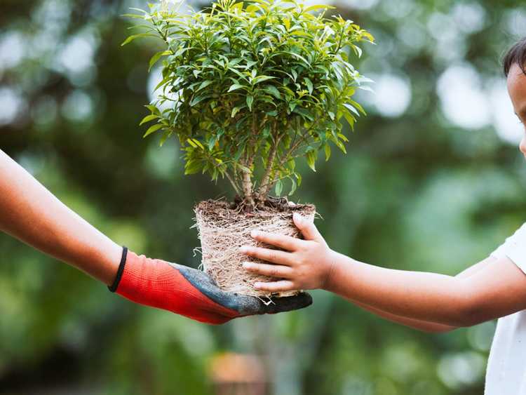 Lire la suite à propos de l’article Informations sur les dons de plantes : offrir des plantes à d'autres