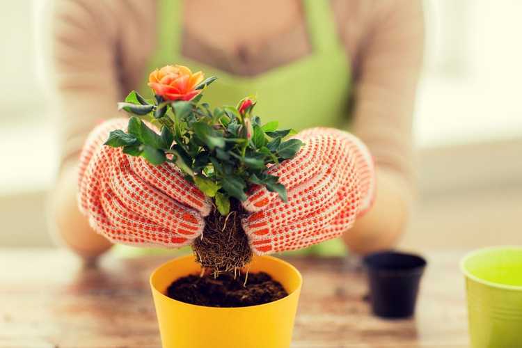 Lire la suite à propos de l’article Jardiner avec le lymphœdème – Conseils de jardinage pour prévenir le lymphœdème