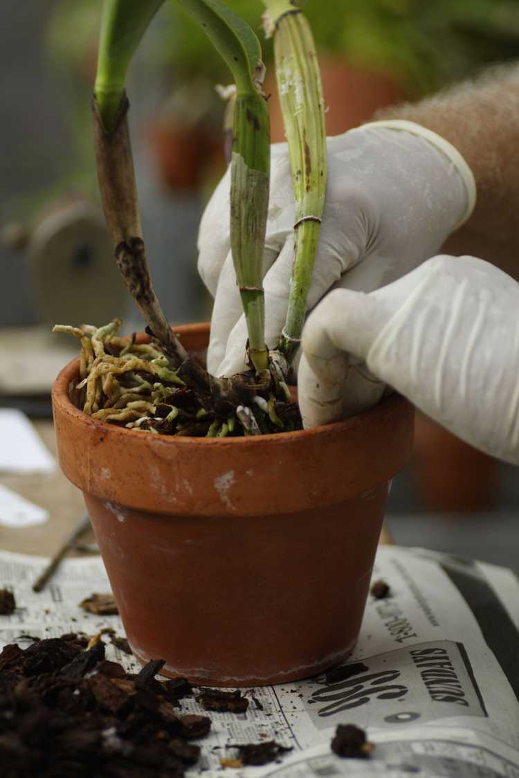 You are currently viewing Rempotage d'orchidées: quand et comment rempoter une plante d'orchidée