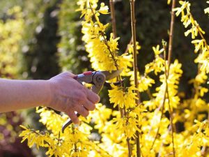 Lire la suite à propos de l’article Taille du Forsythia – Conseils pour tailler les buissons de Forsythia