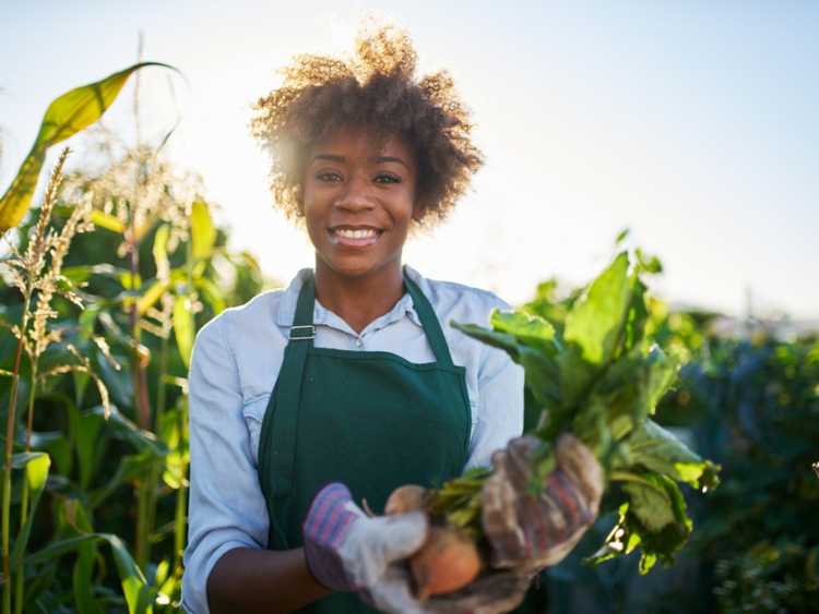 You are currently viewing Démarrer un potager