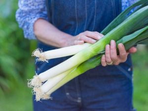 Lire la suite à propos de l’article Récolte des plants de poireaux : conseils pour savoir quand et comment récolter les poireaux