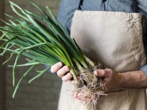 Lire la suite à propos de l’article Cueillette d'oignons verts : comment récolter les oignons verts