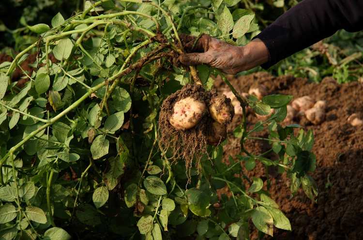 You are currently viewing Compostage des fanes de pommes de terre : pouvez-vous ajouter des fanes de pommes de terre au compost