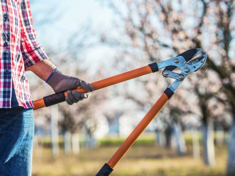 You are currently viewing Qu'est-ce que la taille de rajeunissement : conseils pour les plantes de taille dure