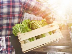 Lire la suite à propos de l’article Plantes potagères de serre : cultiver des légumes dans une serre de loisir