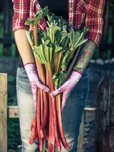 Lire la suite à propos de l’article Quand récolter la rhubarbe et comment récolter la rhubarbe