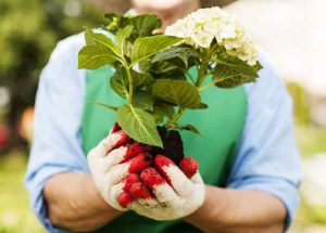 Lire la suite à propos de l’article Déplacer des buissons d'hortensias : comment et quand transplanter des hortensias