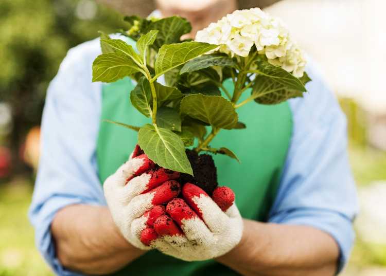 You are currently viewing Déplacer des buissons d'hortensias : comment et quand transplanter des hortensias