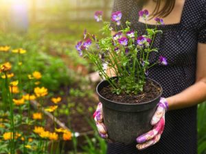 Lire la suite à propos de l’article Rempotage d'une plante de jardin : conseils pour déplacer les plantes de jardin vers des pots