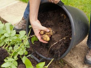 Lire la suite à propos de l’article Pommes de terre en conteneur – Comment faire pousser des pommes de terre dans un conteneur