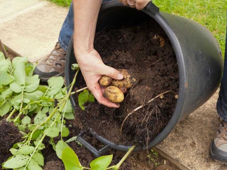 You are currently viewing Pommes de terre en conteneur – Comment faire pousser des pommes de terre dans un conteneur