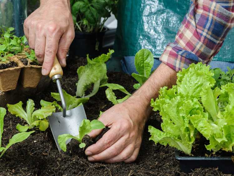 Lire la suite à propos de l’article Quand et comment transplanter des semis dans le jardin