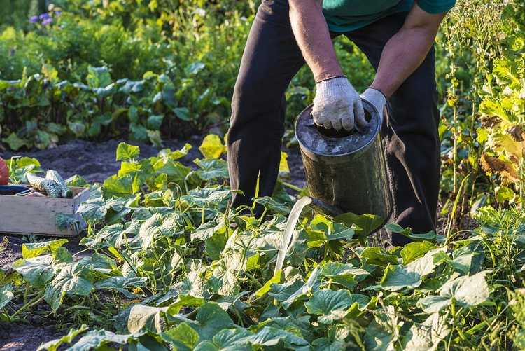 You are currently viewing Conseils d'utilisation du thé de compost – Comment appliquer du thé de compost sur mes plantes