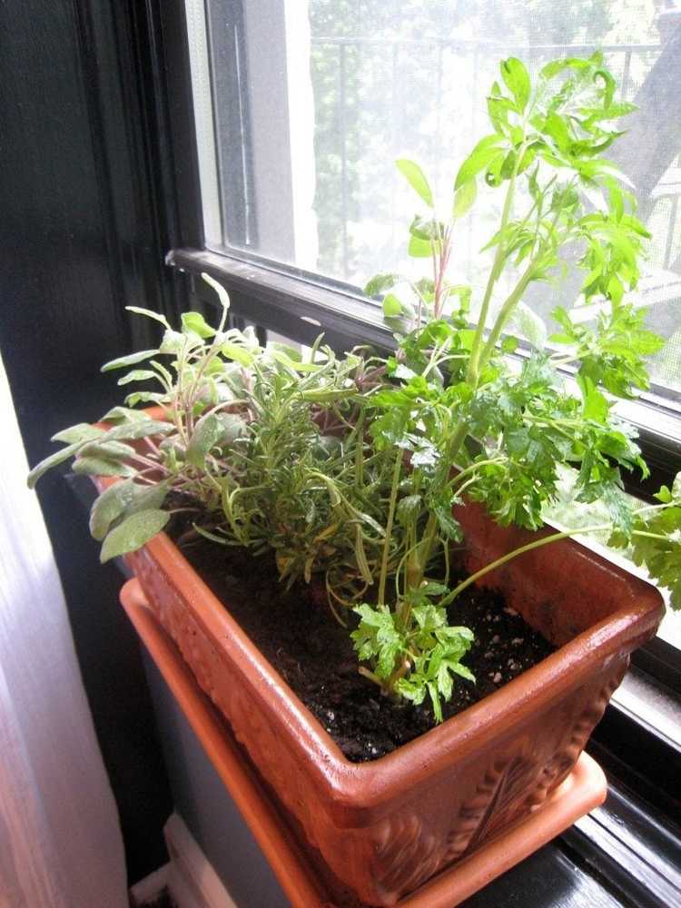 Lire la suite à propos de l’article Jardin de rebord de fenêtre d'hiver – Aliments à cultiver sur un rebord de fenêtre en hiver
